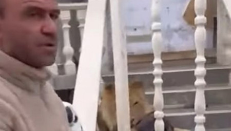 Do sada neviđena scena, koju bi mnogi očekivali da se dogodi u Africi, zabeležena je u albanskom naselju, kada je muškarac poželeo da se poigra sa lavom svog komšije - i ubrzo zažalio.