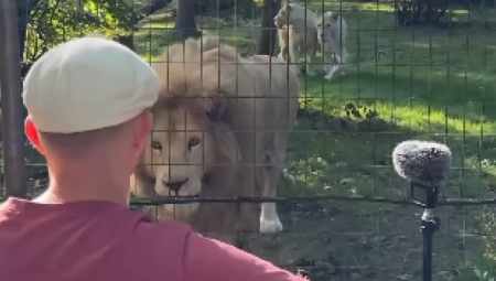 Muzičar koji svira životinjama, uopšte nije očekivao ovakvu reakciju lavova na svoj nastup.