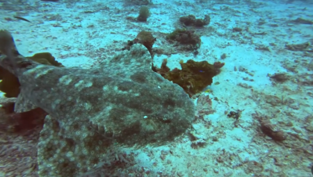 Mladi istraživač-amater, Barni Dilarston, koji snima mračne dubine okeana,  nedavno je objavio jedinstveni snimak