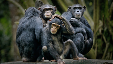 Nova studija naučnika sugeriše da se poljubac usta na usta razvio još pre više od 21 milion godina i da je to nešto čemu se verovatno prepuštao zajednički predak ljudi i drugih velikih majmuna.