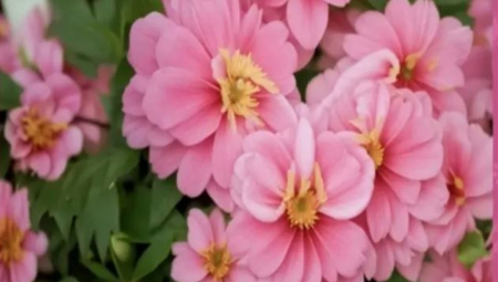 Jedna od najzanimljivijih vrsta su zadaci koji se rešavaju u kratkom vremenskom roku — navodno mogu čak da nagoveste i visinu koeficijenta inteligencije