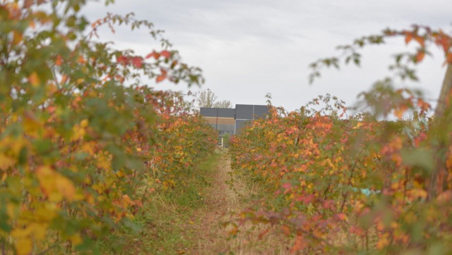 Vocnjaci destilerije MVP iz Lešnice