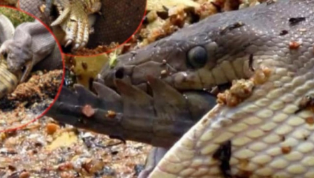 Australijanac Martin Miler snimio je neverovatan prizor dok je plovio kajakom u okolini grada Maunt Isa u Kvinslendu, a fotografije je podelio na Fejsbuk stranici GG Wildlife Rescue Inc