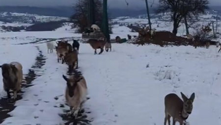 Dirljivi video sa Romanije u kojem je prikazan trenutak kada Bambi doživljava svoj prvi sneg oduševio je korisnike društvenih mreža.