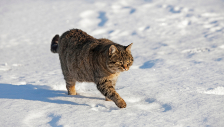 U Barnaulu je muškarac optužen za krađu mačke od svoje bivše devojke, saopštio je Telegram kanal 112. Incident se dogodio nakon raskida para.