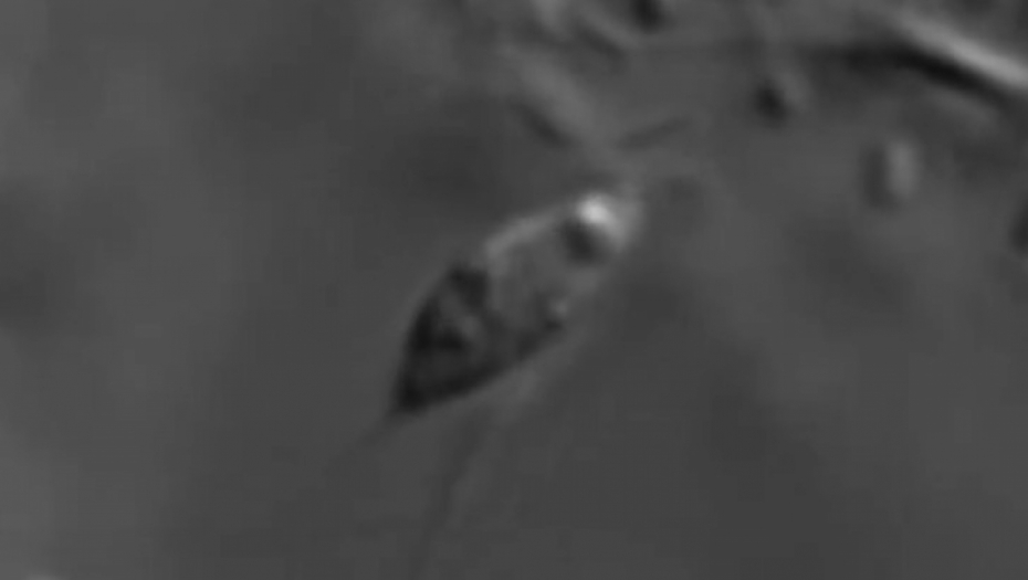 otkriveno biće u Jadranu