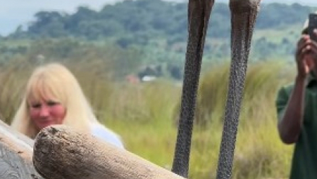 U zalivu Mabamba na Viktorijinom jezeru u Ugandi dogodio se neverovatan prizor kada je roda cipelarka, jedna od najređih i najfascinantnijih ptica Afrike, iznenada sletela na turistički brod