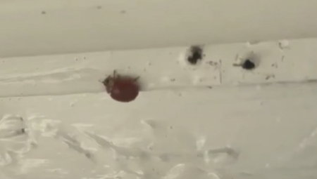 Azijske bubamare se lako mogu pomešati sa bezopasnim vrstama, ali se sada šire u hiljadama po američkim domovima i mogu napadati ljude tokom jeseni i zime.