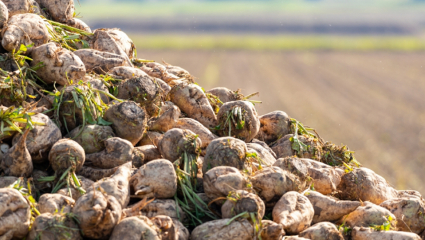 Šećerna repa