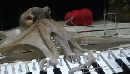 Švedski muzičar kupio je živu hobotnicu na ribljoj pijaci i naučio je da svira klavir.