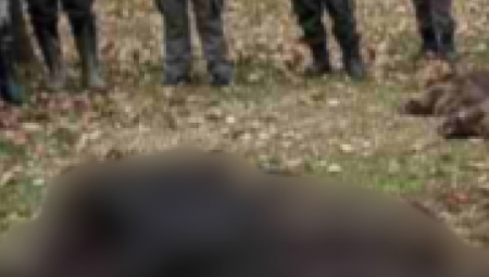 One će biti poslate u laboratorije da bi se utvrdilo da li je kod njih prisutan virus