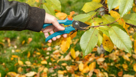 Iako se smatra da decembar označava kraj baštenskih aktivnosti, stručnjaci upozoravaju da je to idealno vreme za određene radove.