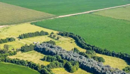 Šumu je zasadio farmer Pedro Martin Ureta