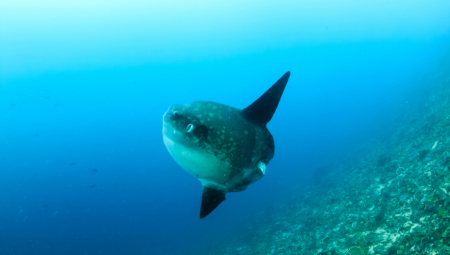 Ogromna riba o kojoj se malo zna i koja se retko viđa snimljena je u Jadranskom moru.
