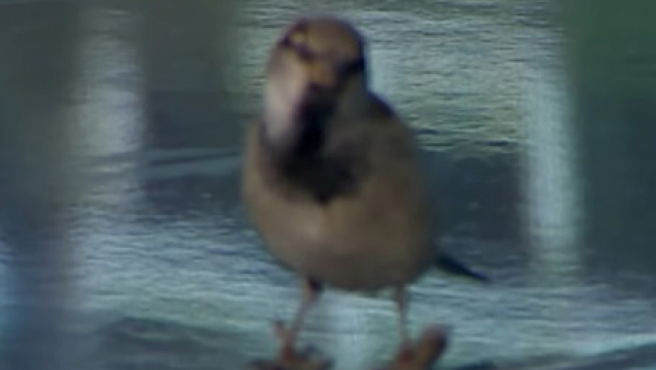 Vrabac u studiju kod Jovane Joksimović