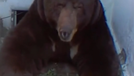 Mrki medved, u nedostatku skloništa, bežeći od požara, pronašao je zaklon u prostoru između temelja i poda kuće