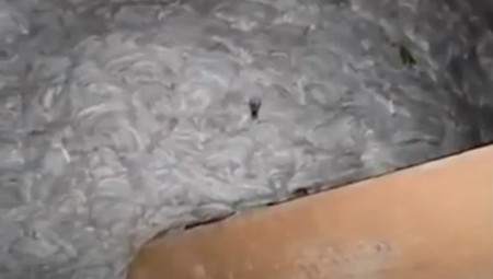 U rimskom naselju Ardeatina, stručnjak za pčele i ose Danijel Palmijeri, osnivač organizacije SOS API, uklonio je jedno od najvećih gnezda nemačkih osa ikada zabeleženih u Italiji.