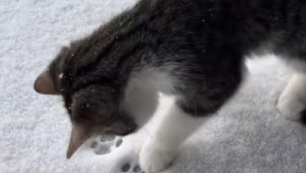 mačak prvi put vidi sneg