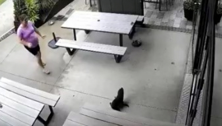 Neverovatna i nesvakidašnja scena odigrala se u kafiću „Sprig &amp; Fern the Meadows“ u gradu Ričmond na Novom Zelandu. Da sve nije snimljeno kamerom, mnogi ne bi poverovali šta se dogodilo tokom jedne mirne, kišovite nedeljne večeri