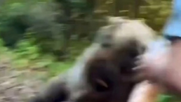 medved napao čoveka