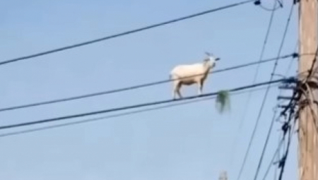 Snimak koji je proteklih dana postao viralan na društvenim mrežama prikazuje gotovo neverovatnu scenu – koza na više od šest metara iznad tla, kako stoji na visokonaponskim žicama dalekovoda i mirno gricka lišće