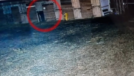 Životinje nisu u stanju da se same hrane i nalaze se u teškom stanju