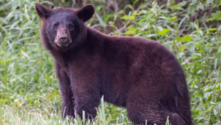 MEDVED ULEPŠAO DAN LJUDIMA NA MREŽAMA Pogledajte u čemu uživa - video je hit