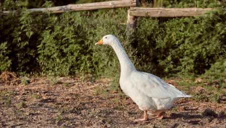 „Imamo 400 gusaka, držaćemo ih i dalje“ – Mikloš iz Vojvodine posvetio život guščarstvu