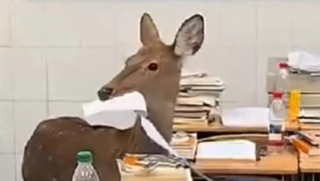 U jednoj osnovnoj školi u Kini zabeležena je nesvakidašnja i pomalo komična situacija kada je jelen iznenada ušao u učionicu i počeo da ždere sveske učenika, dok su đaci u šoku posmatrali šta se dešava