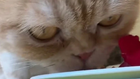 SKANDAL TRESE MREŽE! Influenserka prvo KRSTILA mačora, a sada pokazala šta mu služi za doručak – internet u ŠOKU, ljudi ne veruju šta gledaju!