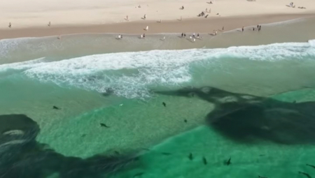 NAJEZDA MORSKIH ZVERI Snimci sa plaže jezivi – ronioci u šoku, nisu znali šta im pliva ispod nogu! (VIDEO)