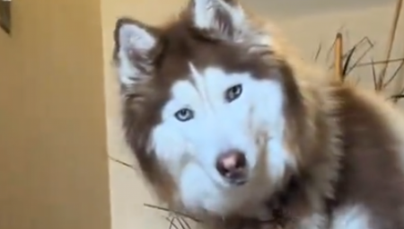 KAD OVO ČUJE, ETO NJEGA Vlasnica uopšte ne mora da doziva haskija po imenu - video je hit