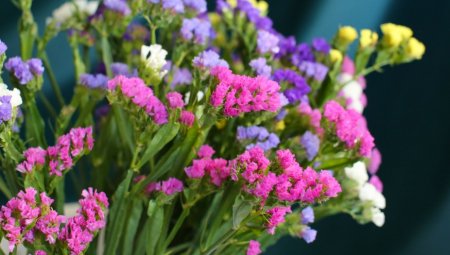 Radiša i Jasmina zarađuju od cveta “koji ne vene”, zovu ih iz cele Srbije