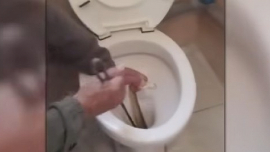 zmija u wc šolji