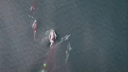 Kanadski naučnici su po prvi put zabeležili fenomenalnu saradnju između kitova ubica (orki) i delfina u lovu na velike kraljevske losose (Oncorhynchus tshawytscha)