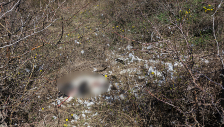 Španske vlasti su identifikovale četiri epidemije ptičijeg gripa kod divljih ptica u centralnom regionu Madrida, gde su šumari sakupili stotine mrtvih roda tokom proteklih nekoliko nedelja, saopštila je danas regionalna vlada Madrida.