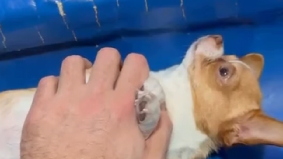 Foto: Printscreen/instagram