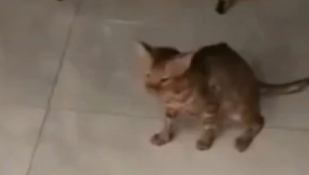 MAČKA PREŽIVELA ŠOKANTAN INCIDENT Video izazvao nevericu na mrežama - reakcija ljubimca slomiće i najtvrđa srca! (VIDEO)