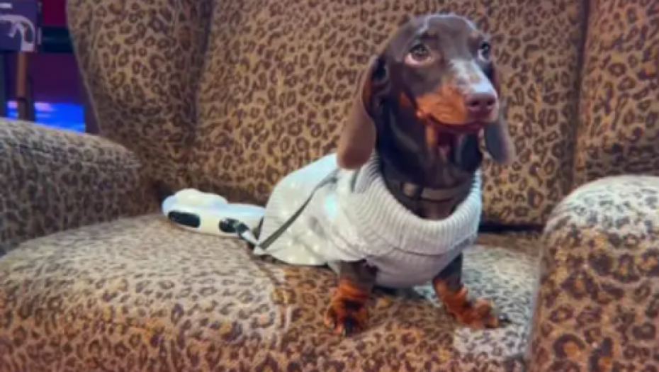 Ognjen Amidžić dobio zamenu 