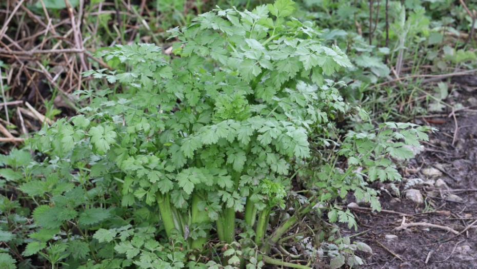 prsti mrtvaca, vodena kapljica kukute