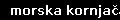 morska kornjača