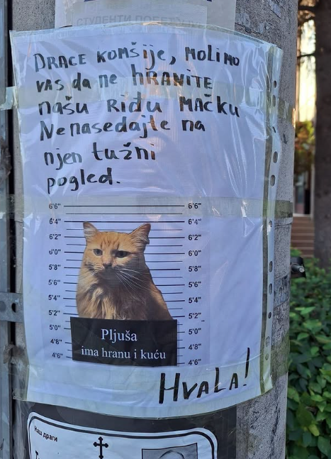 mačka mačka