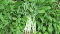 U SRBIJI JE ZABRANJENO DA SE BERE Čuveni travar Antonijević tvrdi da je ova biljka najbolji čistač organizma od otrova