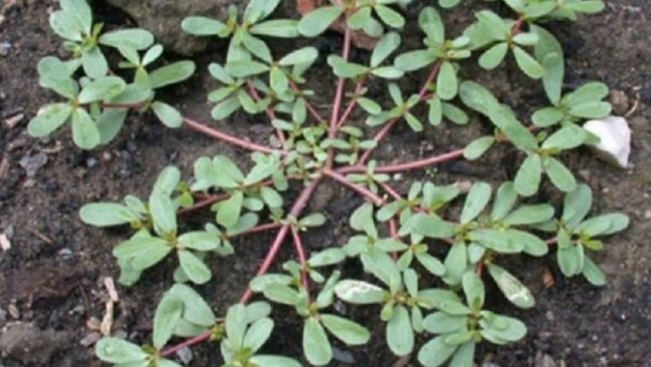 REŠITE SE KOROVA U DVORIŠTU Napravite domaće sredstvo sa ovim kuhinjskim sastojcima