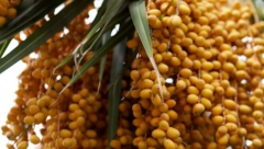 ZNATE LI KOJE VOĆE JE NAJZDRAVIJE NA SVETU Evo šta se dešava ako dnevno pojedete 3 urme