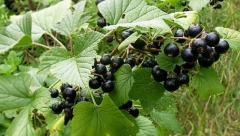 OBAVEZNO JEDITE OVE NAMIRNICE Pomoći će vam dosta u preživljavanju toplotnog talasa