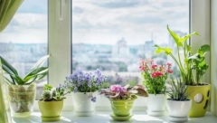 ZABORAVITE NA USISIVAČ Ove biljke imaju moć upijanja prašine