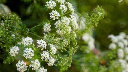 DONOSI POZITIVNU ENERGIJU, SREĆU I NAPREDAK  Ova biljka je prirodna amajlija