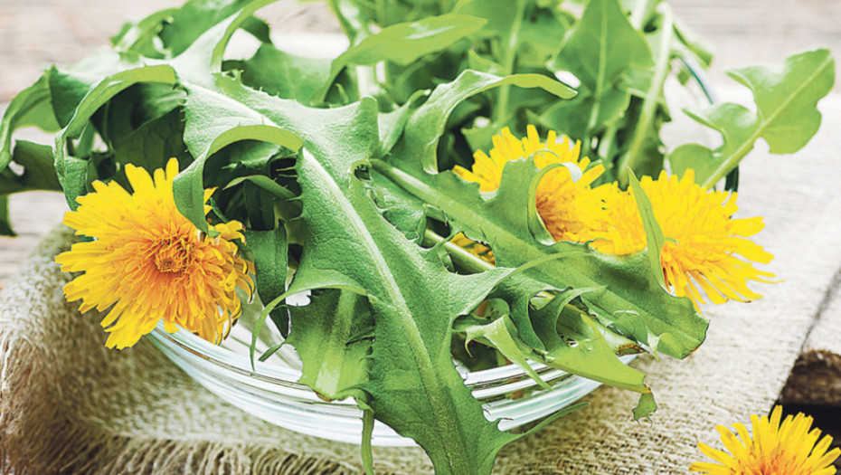 ISKORISTITE PRVI MASLAČAK I NAPRAVITE OVAJ STARI LEK Moćni sirup čisti krv i jetru od otrova, poboljšava varenje