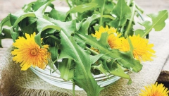 ISKORISTITE PRVI MASLAČAK I NAPRAVITE OVAJ STARI LEK Moćni sirup čisti krv i jetru od otrova, poboljšava varenje